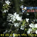 잠실주공5단지,잠실5단지,잠실엘스/리센츠/트리지움/레이크팰리스/롯데캐슬/갤러리아 오늘(4.11) 시세 이미지