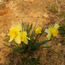 민들래농원 이미지