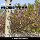 인천시의회 | 동인천 가볼만한곳｜자유공원 겹벚꽃 맥아더 장군 동상 제물포구락부 카페 후기