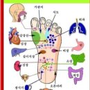 손과발 지압 혈자리에 건강이 있다 이미지