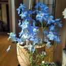 스카이블루 이미지