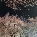부천제일시장 벚꽃길 네이버블로그