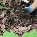 백두대간 천고지 천종산삼 2뿌리 회원님것 입니다 (원본 약초 매니아 카페) 이미지