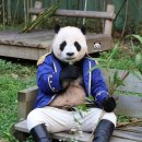 왕자옷 입은 러바오🐼후이바오ㅋㅋㅋㅋㅋ 이미지