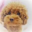 본오365동물병원 이미지