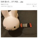 드림플스 이미지