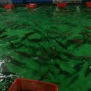 일산바다실내낚시터 이미지