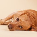 꼬리치는 강아지 이미지