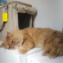 사랑우리애동물병원 | 고양이 건강검진 심장초음파 후기 송파구동물병원 위례따숨동물병원