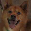 멍멍데잇 | 잘 산 템