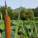 고향메기매운탕