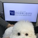 24시 명동물메디컬센터 | 강아지 슬개골 진료 후기 대구 경산 수성구 최대 규모 동물병원 24시 본동물메디컬센터 수성점