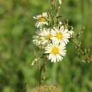 남원 양사재 이미지