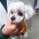 펫토피아 동물병원 이미지