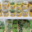 구암 | 다이소 식물 구암점 후기, 아스파라거스 나누스와 토분 구경