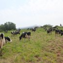 송영신목장 이미지