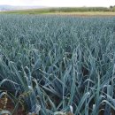 성읍리-23 이미지