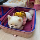 오하 독채펜션 | [포항] 독채 애견동반펜션 폴짝하우스