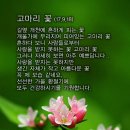 [식물 이야기] 흔히 보이는, 물을 맑게 해주는 고마운 ＜고마리꽃＞ 이미지