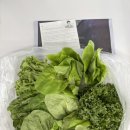 픽미픽미 | 🍃픽미푸드 “무농약 유러피안 샐러드 1kg” 구매 후기 (내돈내산)