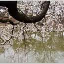 성당못 벚꽃 이미지