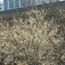 용답꽃공원 | 용답역 하동매실거리 매화축제 기간 봄나들이하기 좋은 공원