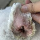 댕댕이 살롱 | 전주 인후동 강아지 미용 순심이네 펫 살롱 애견미용 솔직후기