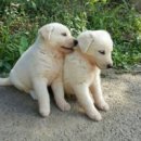 똥강아지 이미지