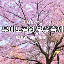 2023-0007 | 우에노공원 벚꽃 축제와 공연 먹거리 3월 개화 후기