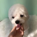 꼬미네 펫샬롱 애견미용 이미지