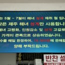 제주도 동쪽 구좌맛집 “곰막식당” 회국수 성게국수 고등어회 재방문한 맛집