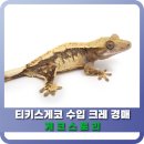 키스게코