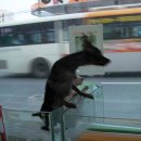 팻 빌리지 이미지