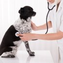 동행동물병원 이미지