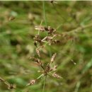 하늘지기 이미지