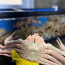 자갈치수산 | 남포동 자갈치시장 근처 대게 맛집 찾다 발견한 영도하이수산 솔직 후기