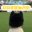 까치애견농장 | 파주 애견카페 자유로멍놀러와ㅣ2500평 강아지운동장 글램핑 재방문 후기