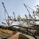 [제49회 낭만길걷기 공지] 24년 3월 22일 (금)응봉산 개나리 꽃길 걷기 이미지