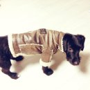 스타일나개 이미지