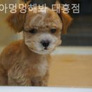야옹아 멍멍해봐 대흥점 이미지