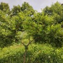 앵두식당 이미지