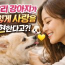 우리 강아지가 말을 해요 티스토리