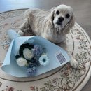 평택로32번길 | 평택 꽃집 푸릇한 – 평택역 꽃집에서 받은 블루 컨셉 꽃다발 후기💙