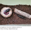 구성사슴농장 이미지