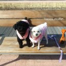 언니네 애견미용실 이미지