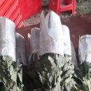 신마농장 이미지