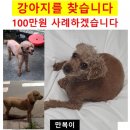 푸들 강아지를 찾습니다 / 저희의 가족입니다 / 제보 꼭 부탁드려요 이미지