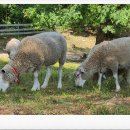 강원한우체험농장 이미지