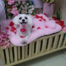 쪼쪼애견 이미지