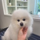 다엘 애견미용실 이미지